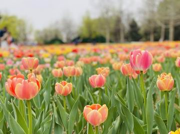 加拿大pc28展望(中国)官方网站